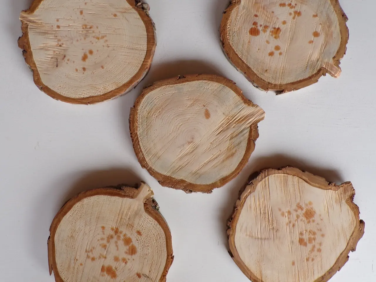 Billede 3 - 5 NYE Thuja Træskiver med bark