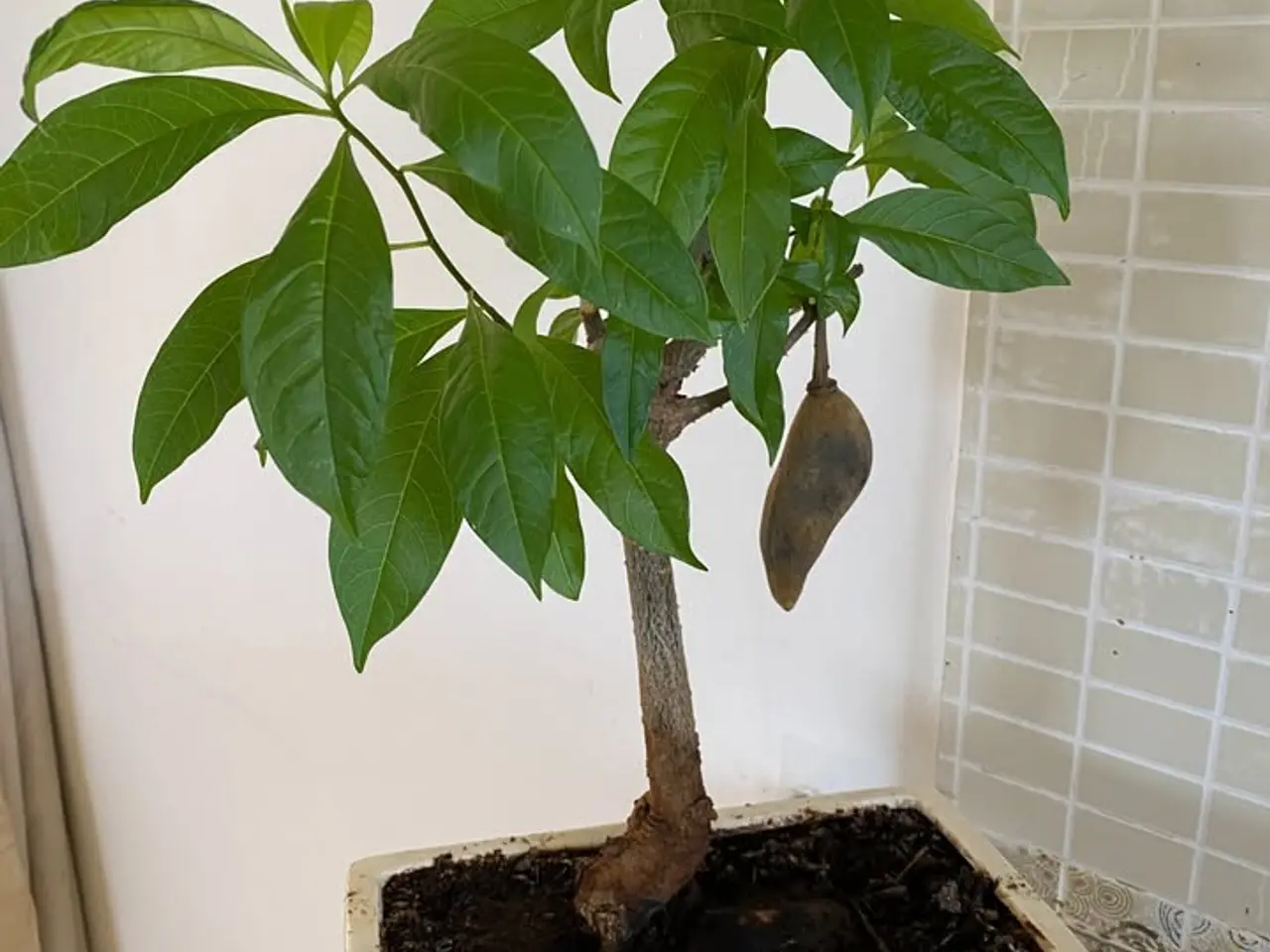 Billede 5 - 4-6 stk. Baobab-plante til salg (Bonsai)