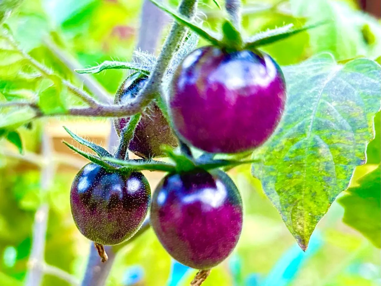 Billede 14 - Sunde frø af STORE tomater 🍅
