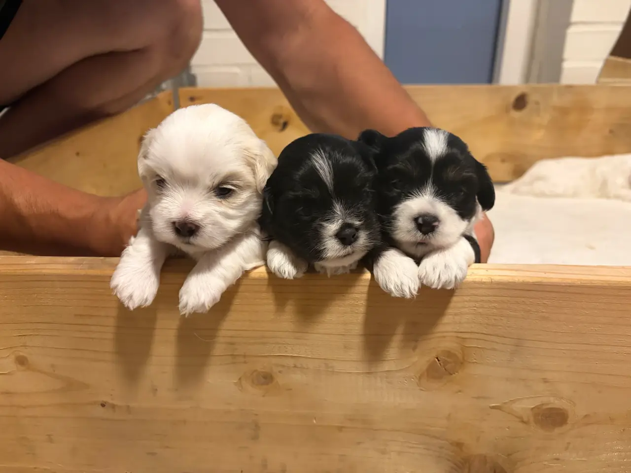 Billede 12 - 5 Søde hundehvalpe