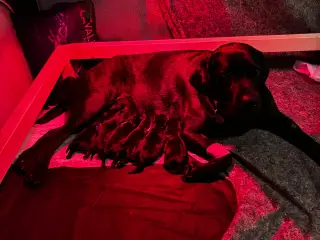 Skønneste labrador hvalpe sælges - 3