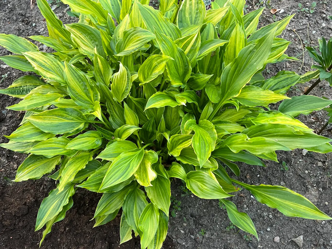 Billede 11 - Hosta sælges
