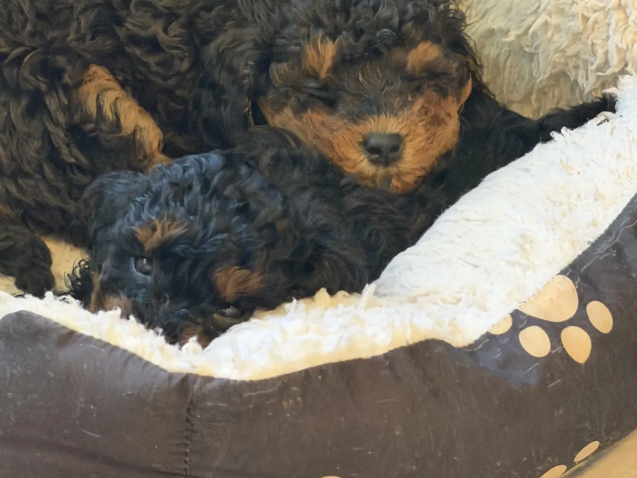 Billede 2 - Cavapoo 2 smukke Prinsesser ❤️