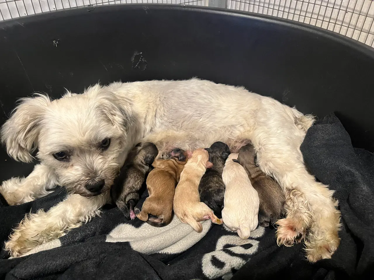 Billede 6 - Kun 2 lækre Bichon blandinger tilbage nu! :-)