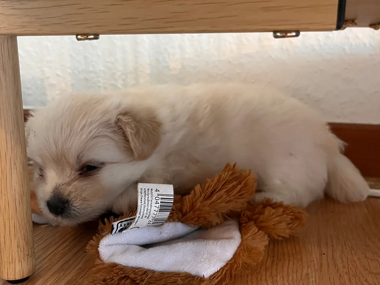 Billede 12 - 🐶 Små kælende Malitpoom 🐶 