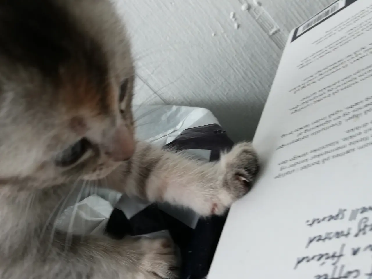 Billede 4 - Lisa – Sød og blid Scottish Fold hunkat søger kærl
