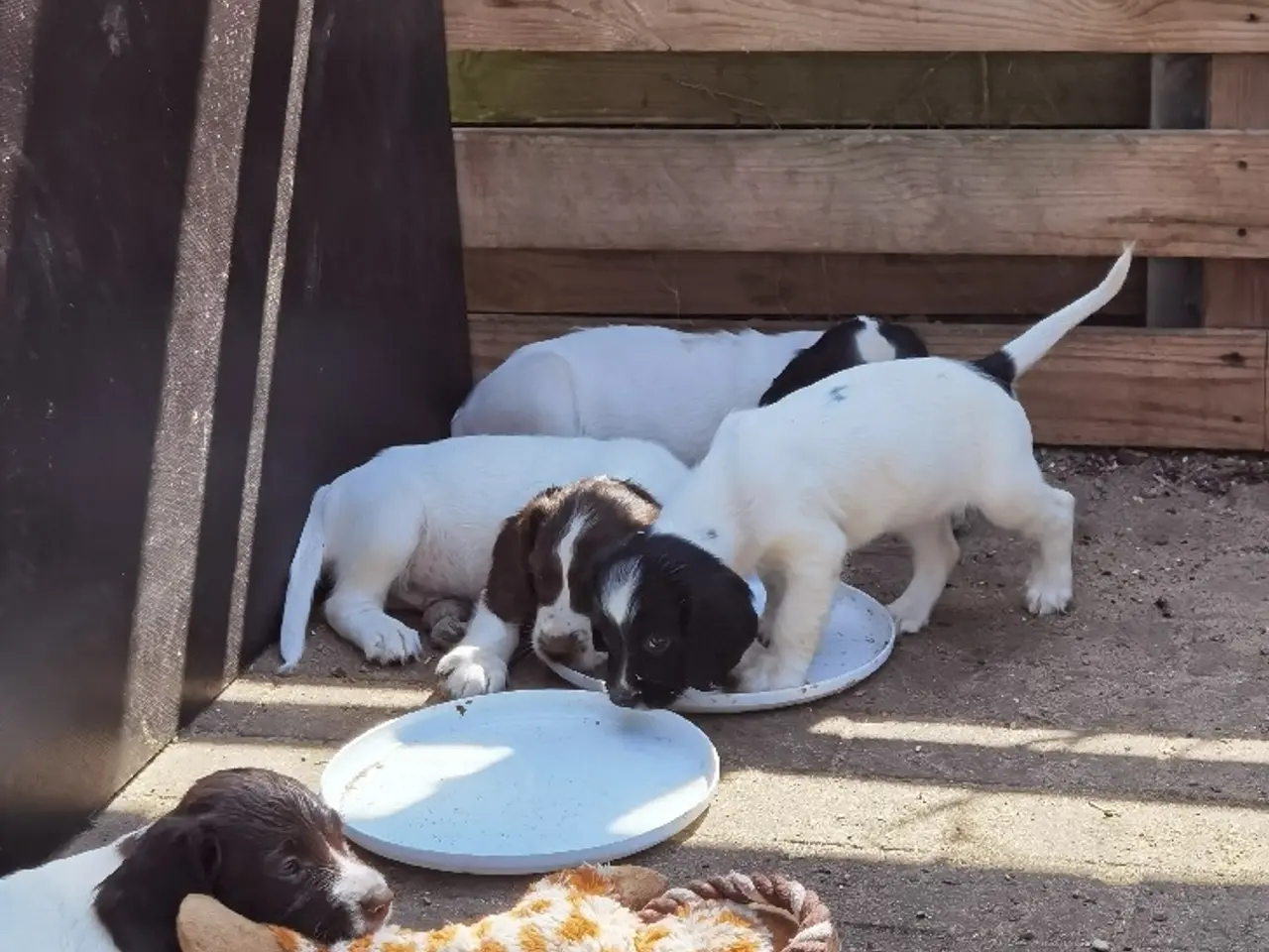 Billede 5 - FT Springer spaniels