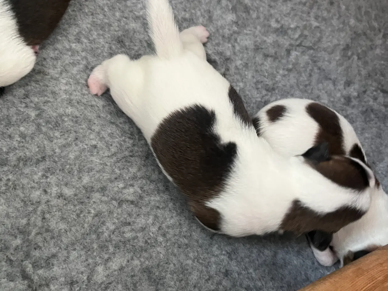 Billede 8 - Skønneste Jack russel hvalpe