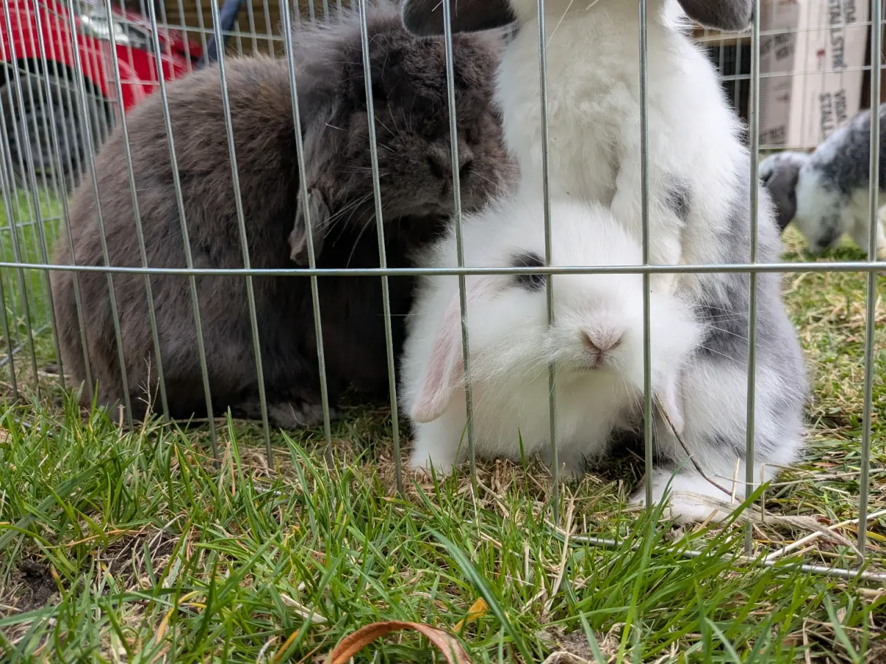 Billede 8 - Mini-lop kanin unger