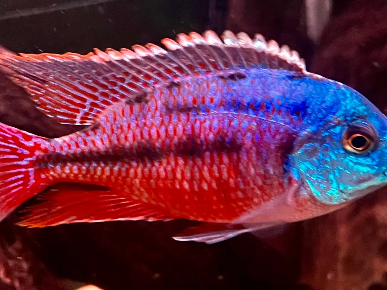 Billede 6 - Red Empress F2 utrolig smukke malawi cichlider