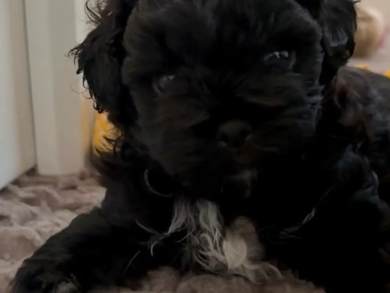 Billede 2 - Toy Shihpoo hvalpe. 3 drenge