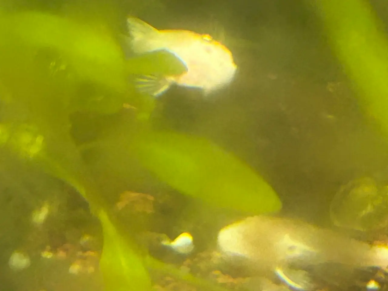 Billede 3 - ❄️🐟 Snow White Ancistrus – flotte hvide maller