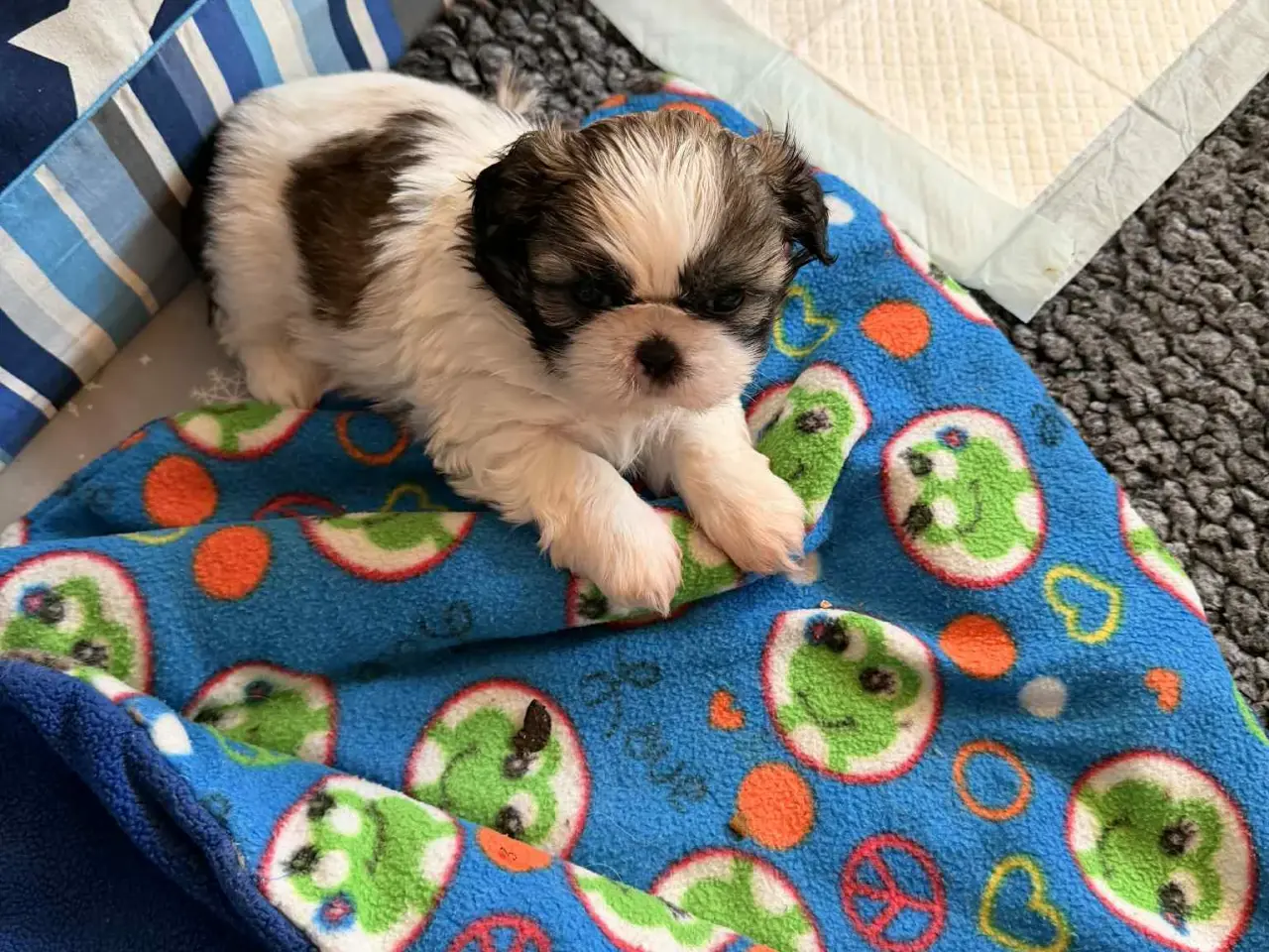 Billede 2 - Shih tzu hvalpe 5 uger med stamtavle