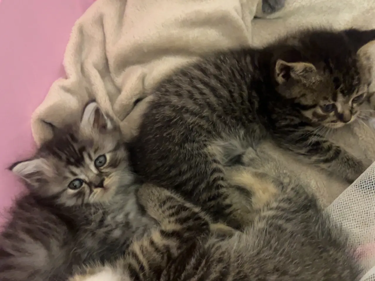 Billede 6 - 4 British shorthair søger ny familie