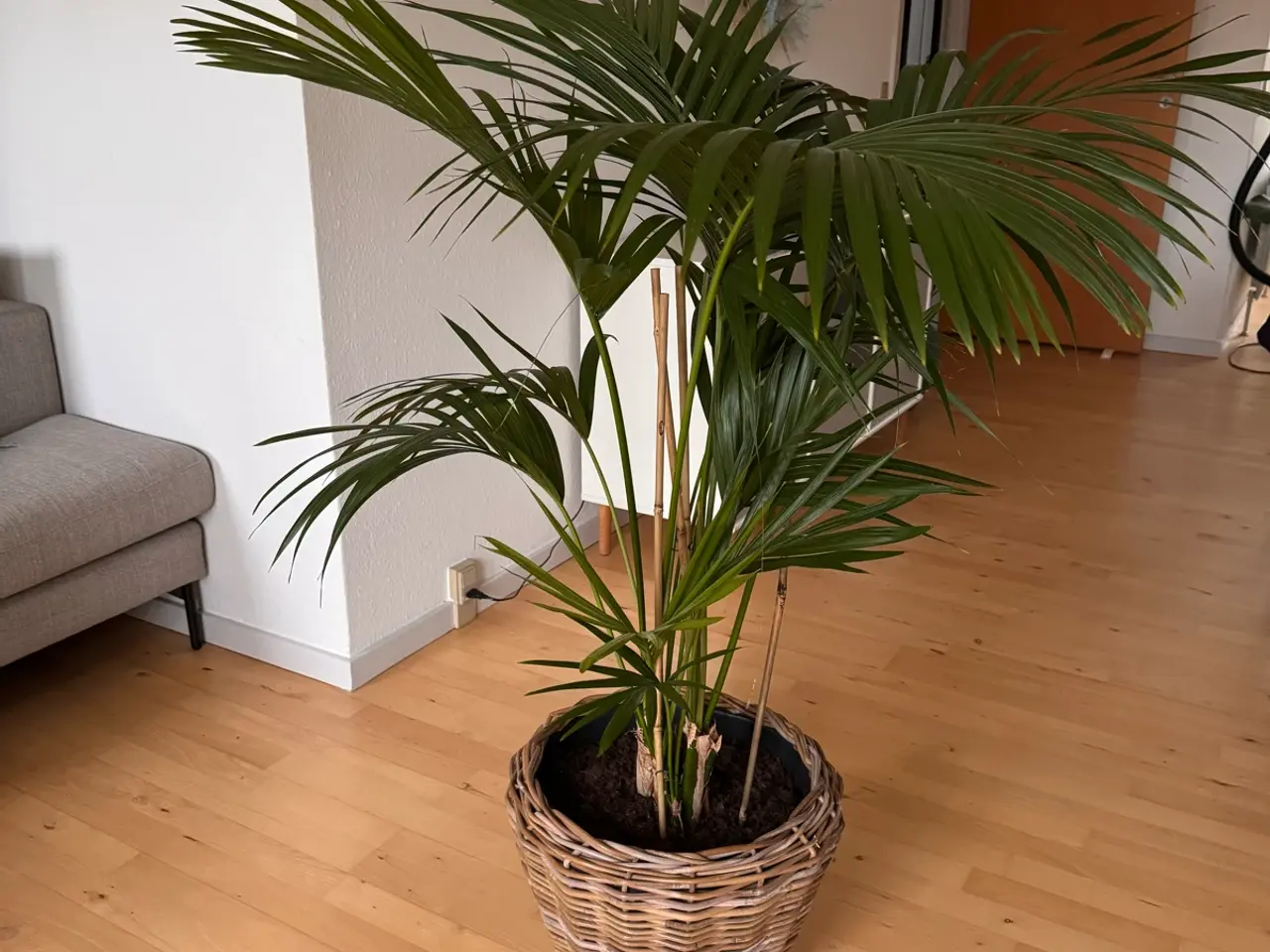 Billede 1 - Kentiapalme howea forsteriana
