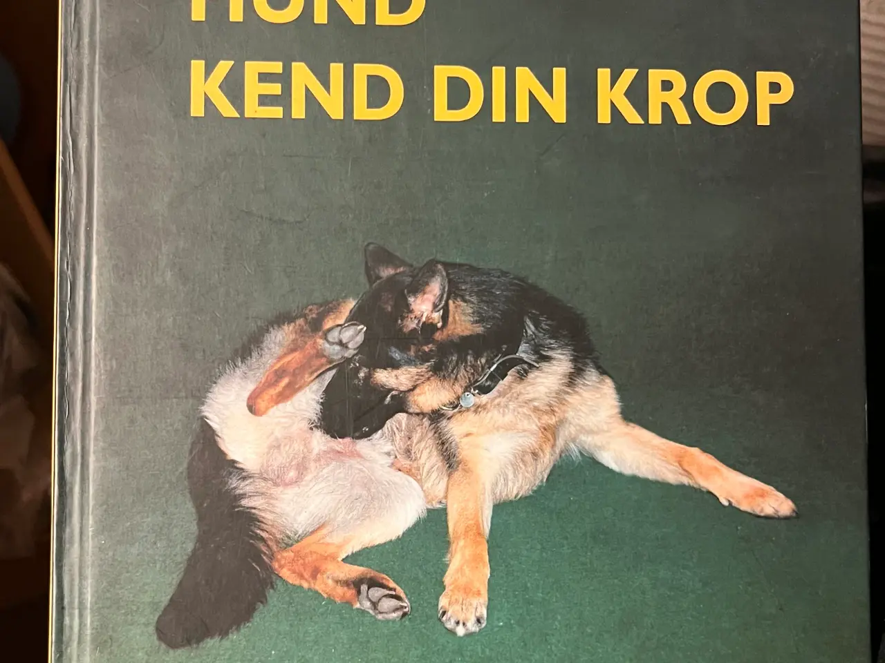 Billede 9 - Hundetræning, adfærd og viden om hunde