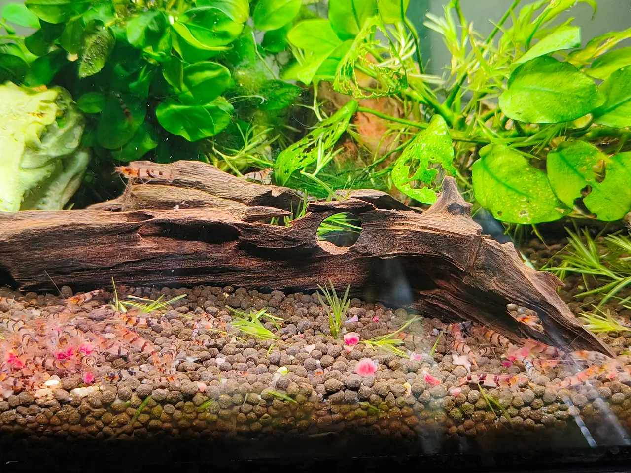 Billede 4 - Caridina racoon tiger rejer sælges