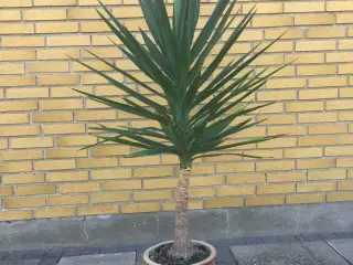 Yucca palmer