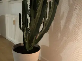 Kaktus