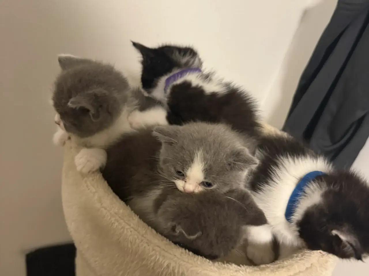Billede 3 - British shorthairx ragdoll killinger sælges
