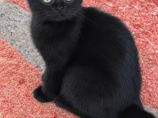 Skønne British shorthair/scottish fold killinger