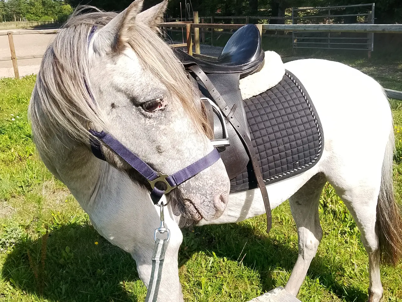 Billede 4 - Smart 3'er pony