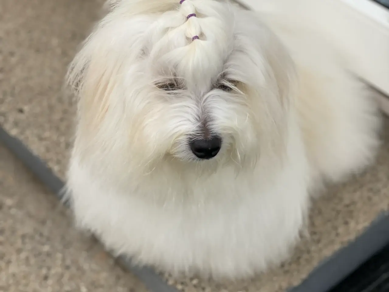 Billede 4 - Coton de Tulear med DKK stamtavle