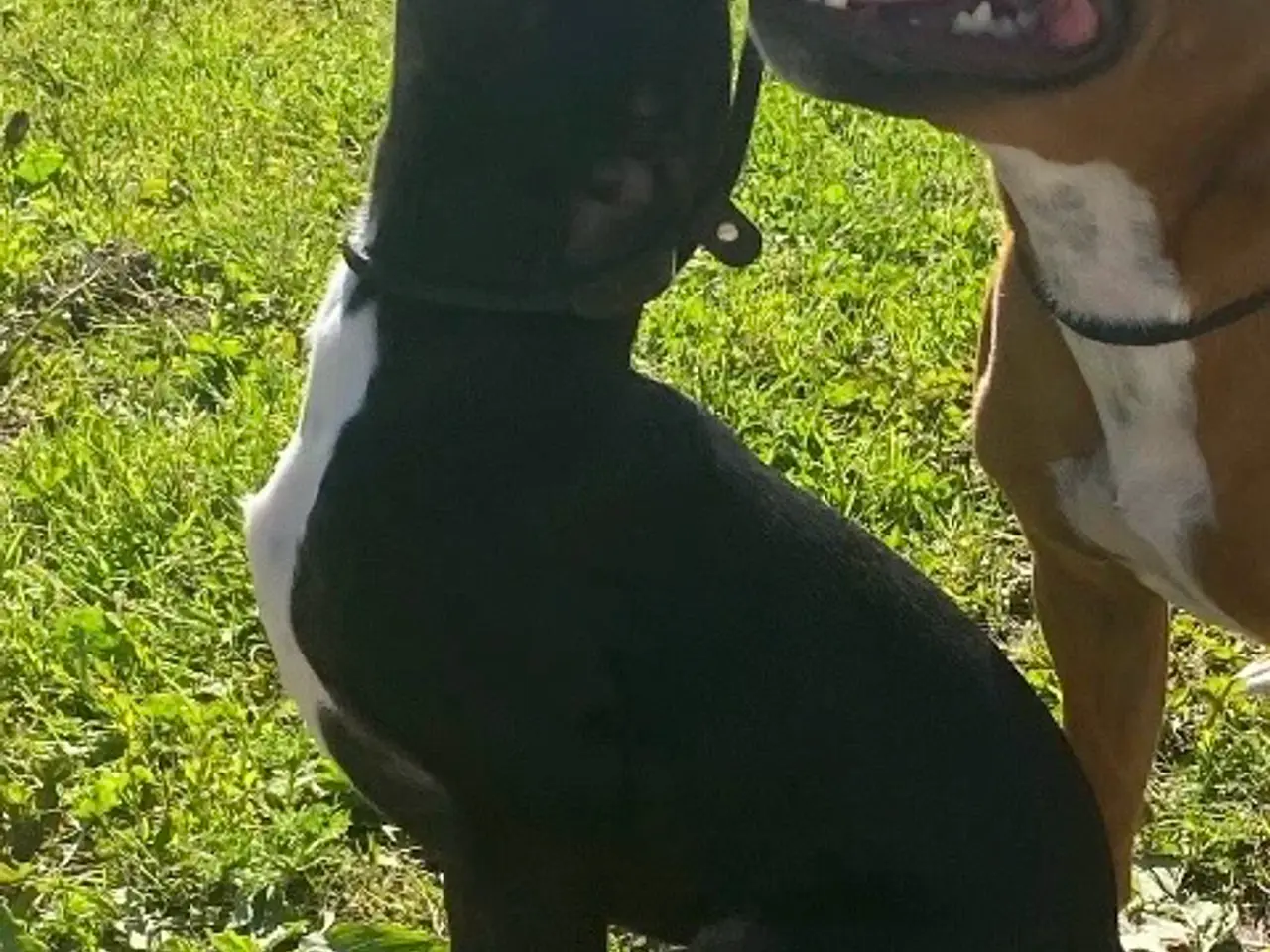 Billede 5 - Nemo søger nyt blivende hjem🐶