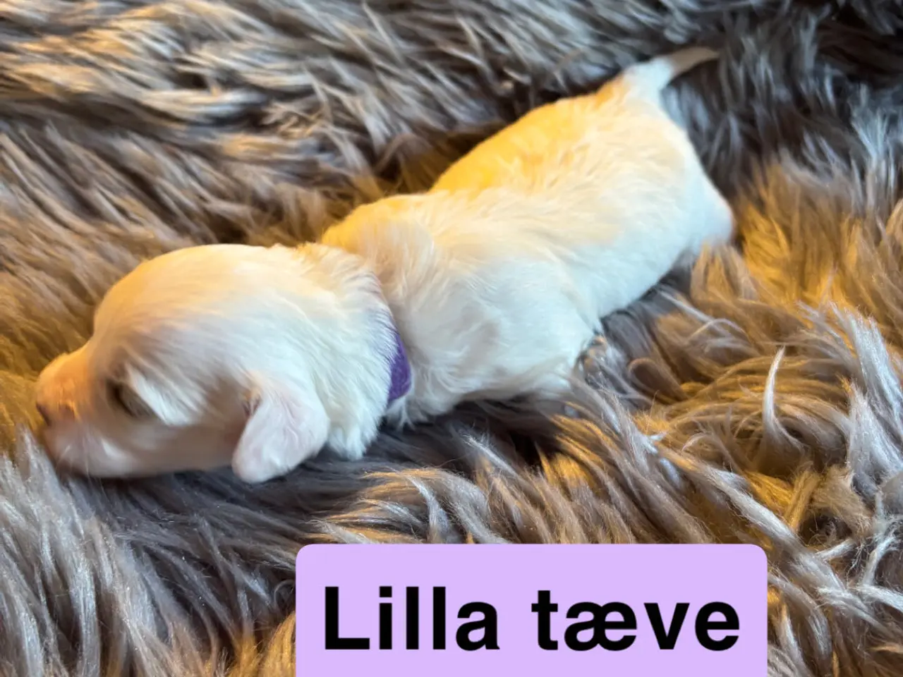 Billede 10 - 🐾Allergivenlige hvalpe søger kærlige hjem🐾