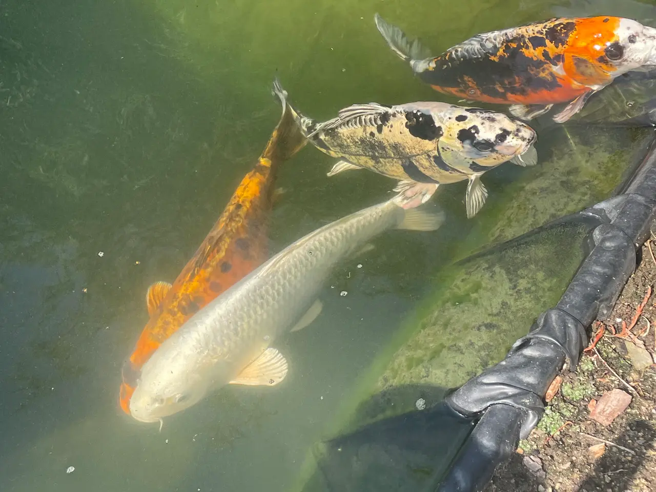 Billede 1 - Havedams fisk 5 stk