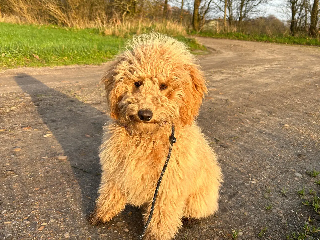 Billede 17 - Goldendoodle Doodledoodle Cavapoo