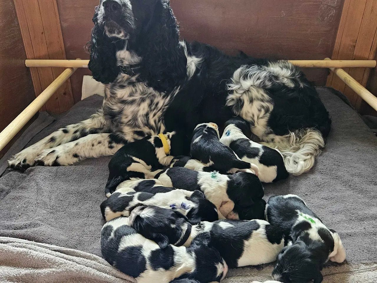 Billede 6 - Engelsk springer spaniel ikke ft