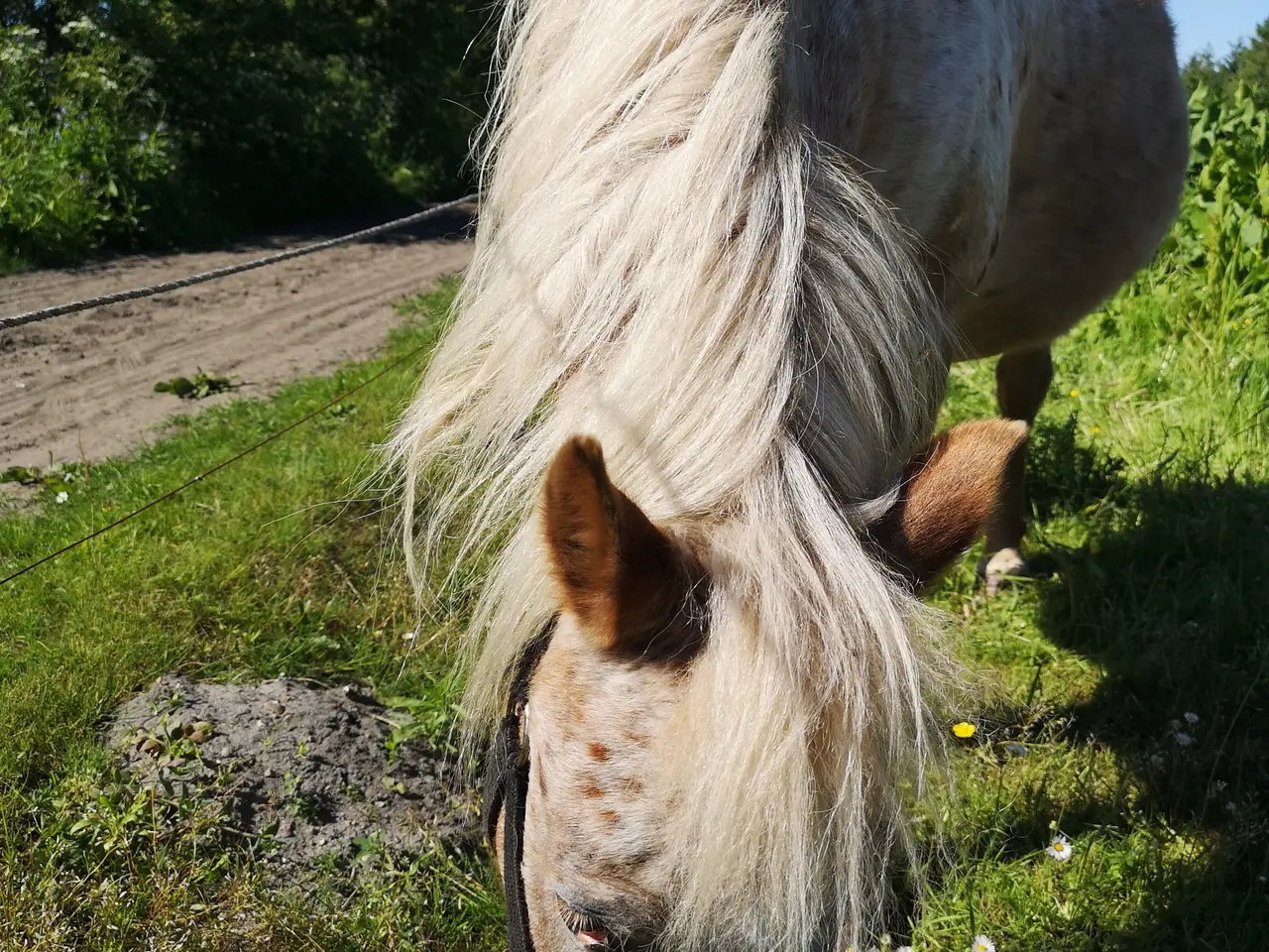 Billede 5 - Knabstrupper pony hoppe 