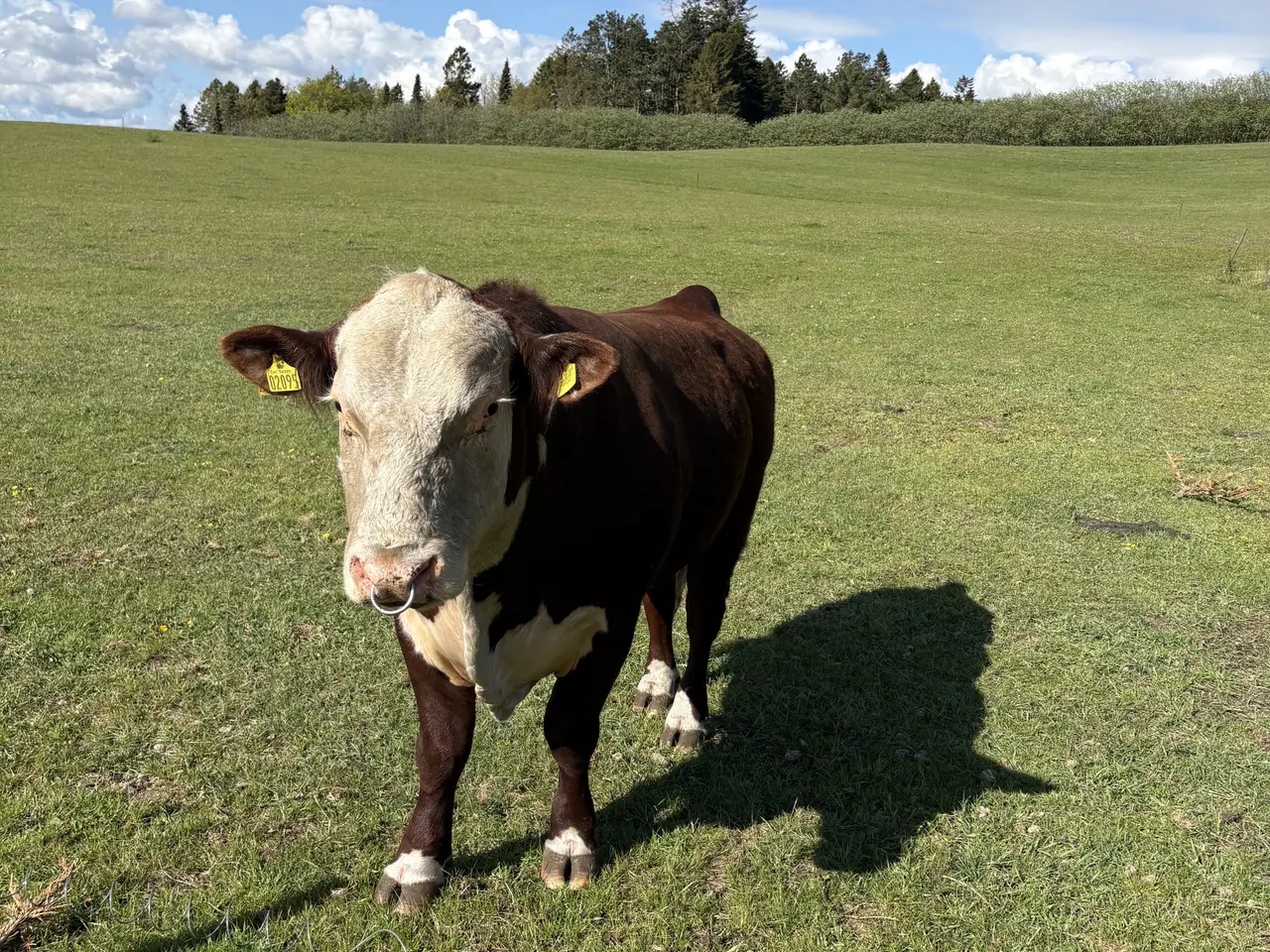 Billede 2 - Hereford tyr