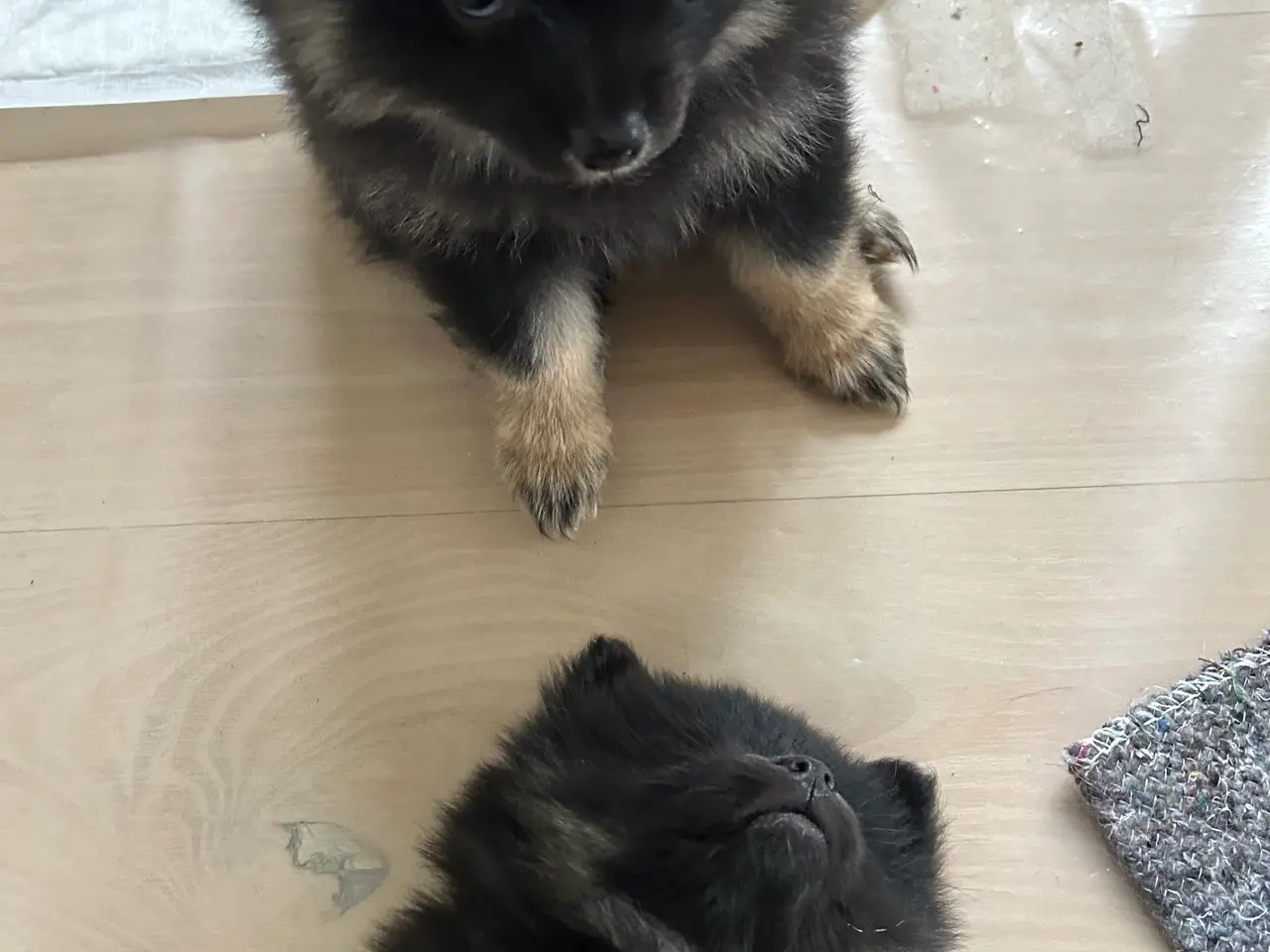 Billede 4 - Pomeranien tævehvalp