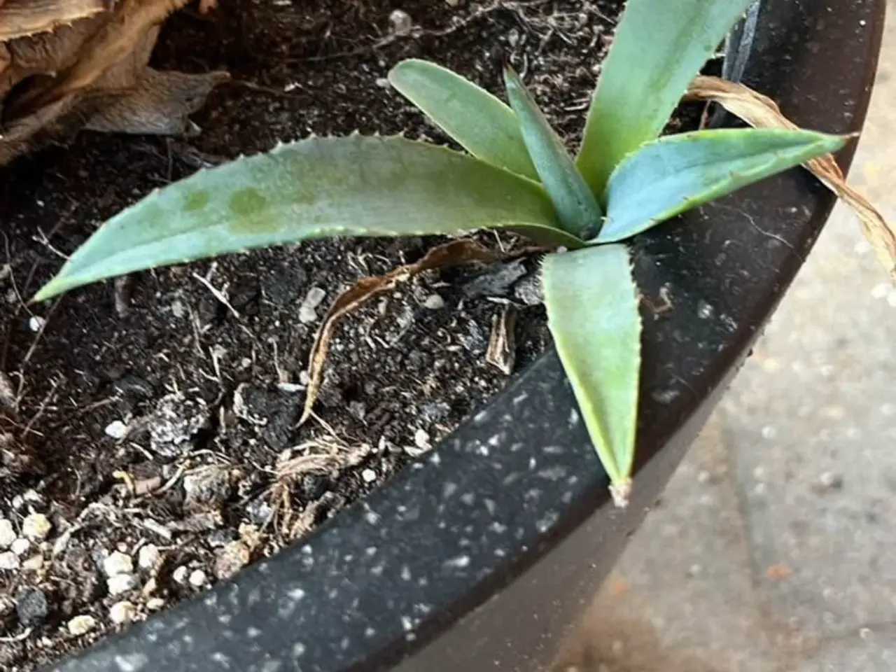Billede 3 - Stor agave med aflægger og potte