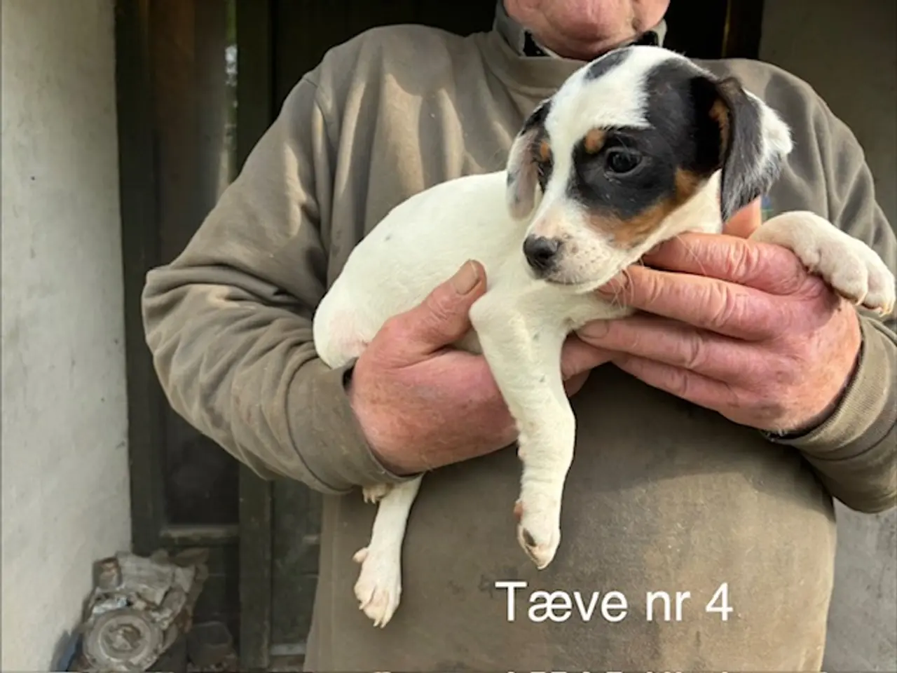 Billede 4 - hundehvalpe dansksvensk gårdhund/skotsk terrier