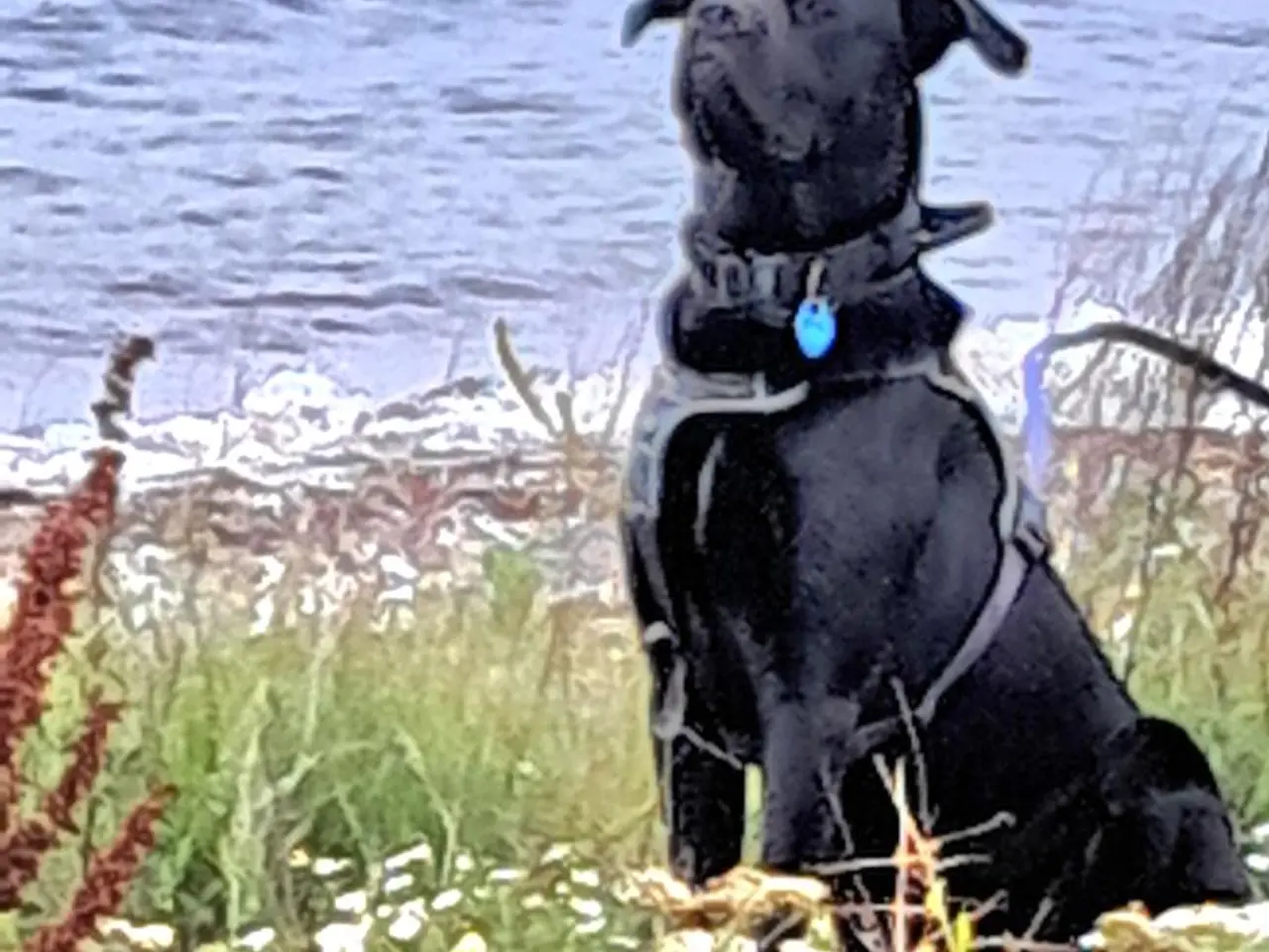 Billede 3 - Go hjem for din hund i ferien.