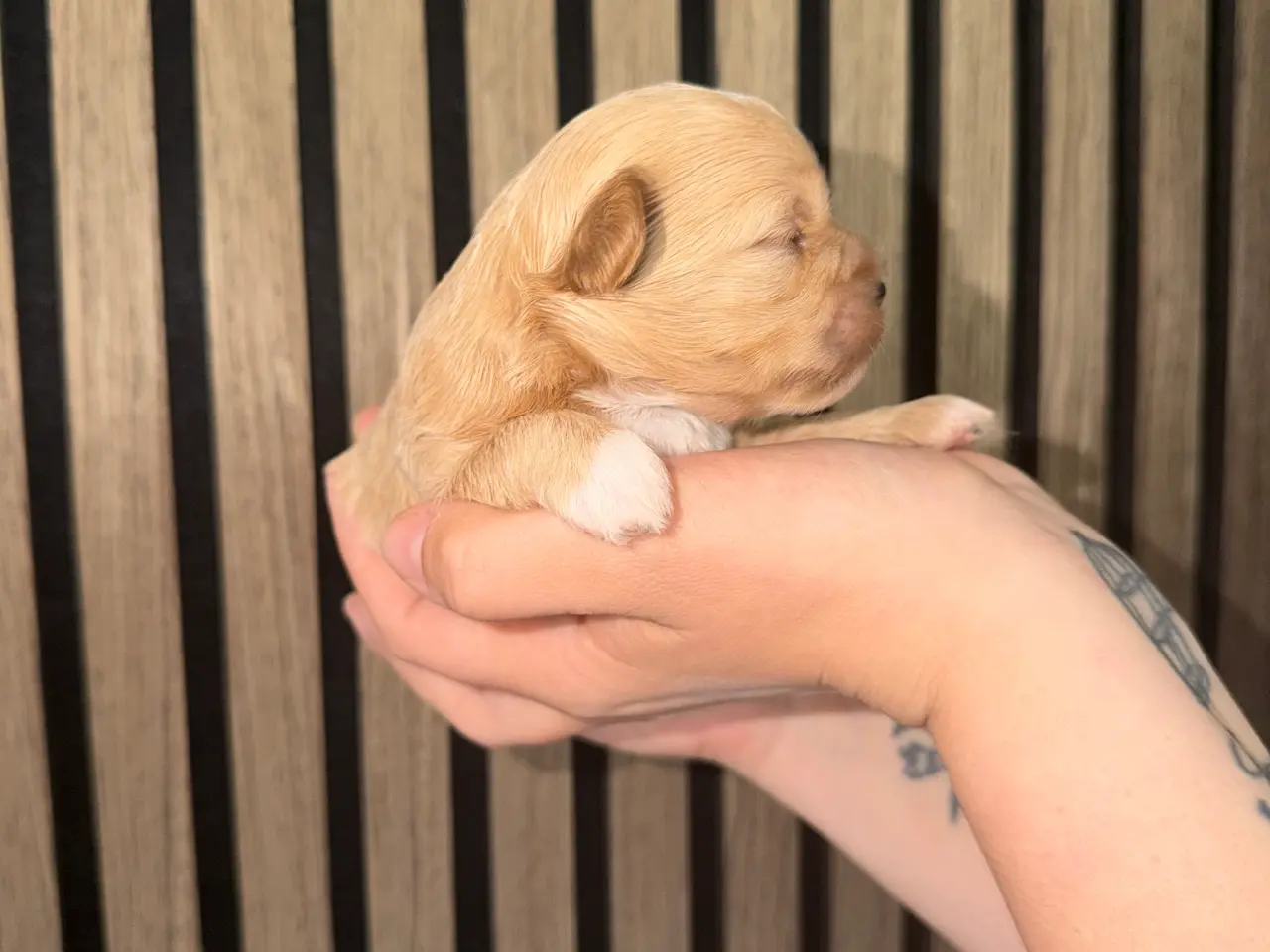 Billede 8 - HELT NYE Shih-Poo hvalpe 