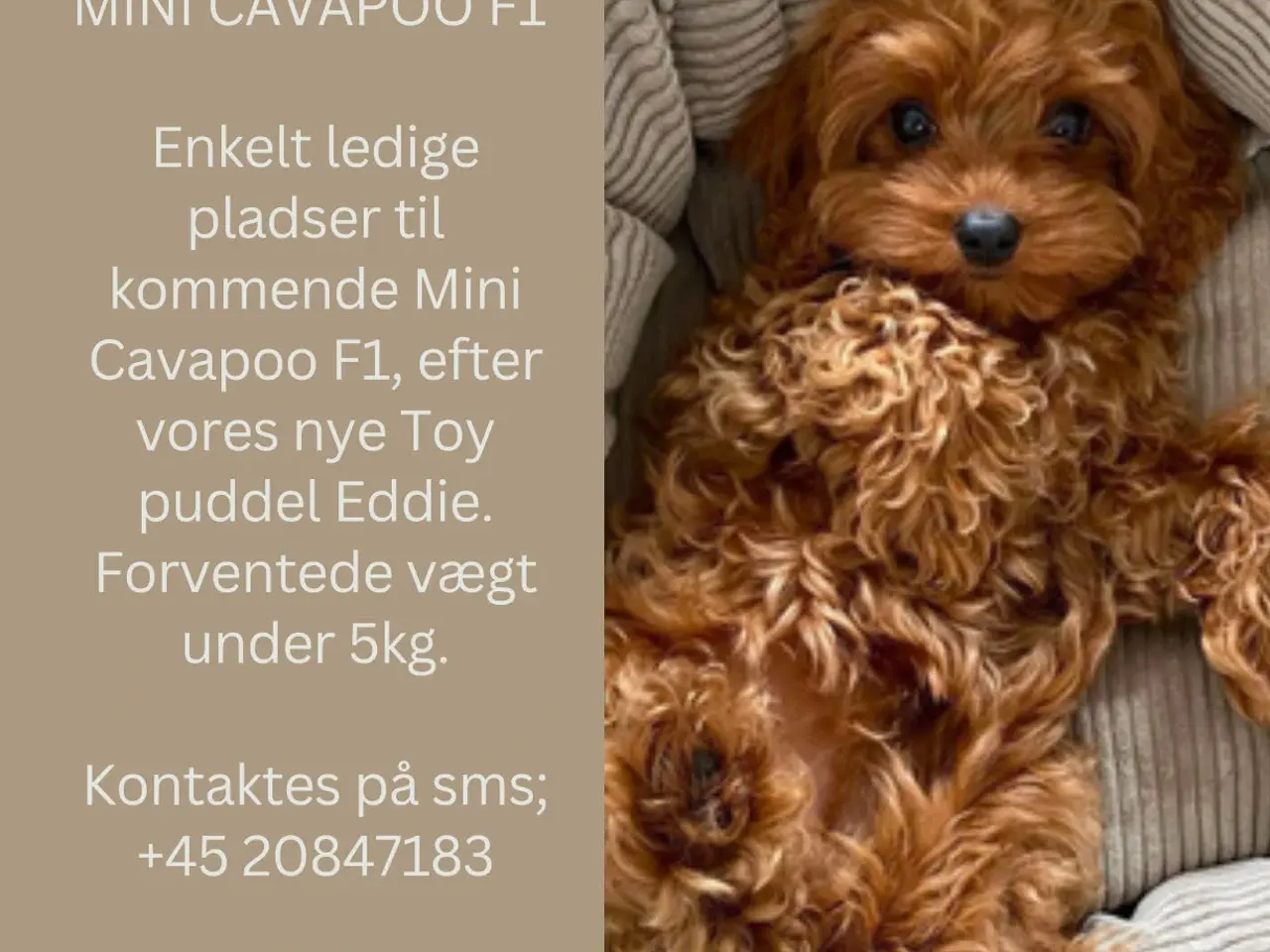 Billede 1 - Mini Cavapoo F1
