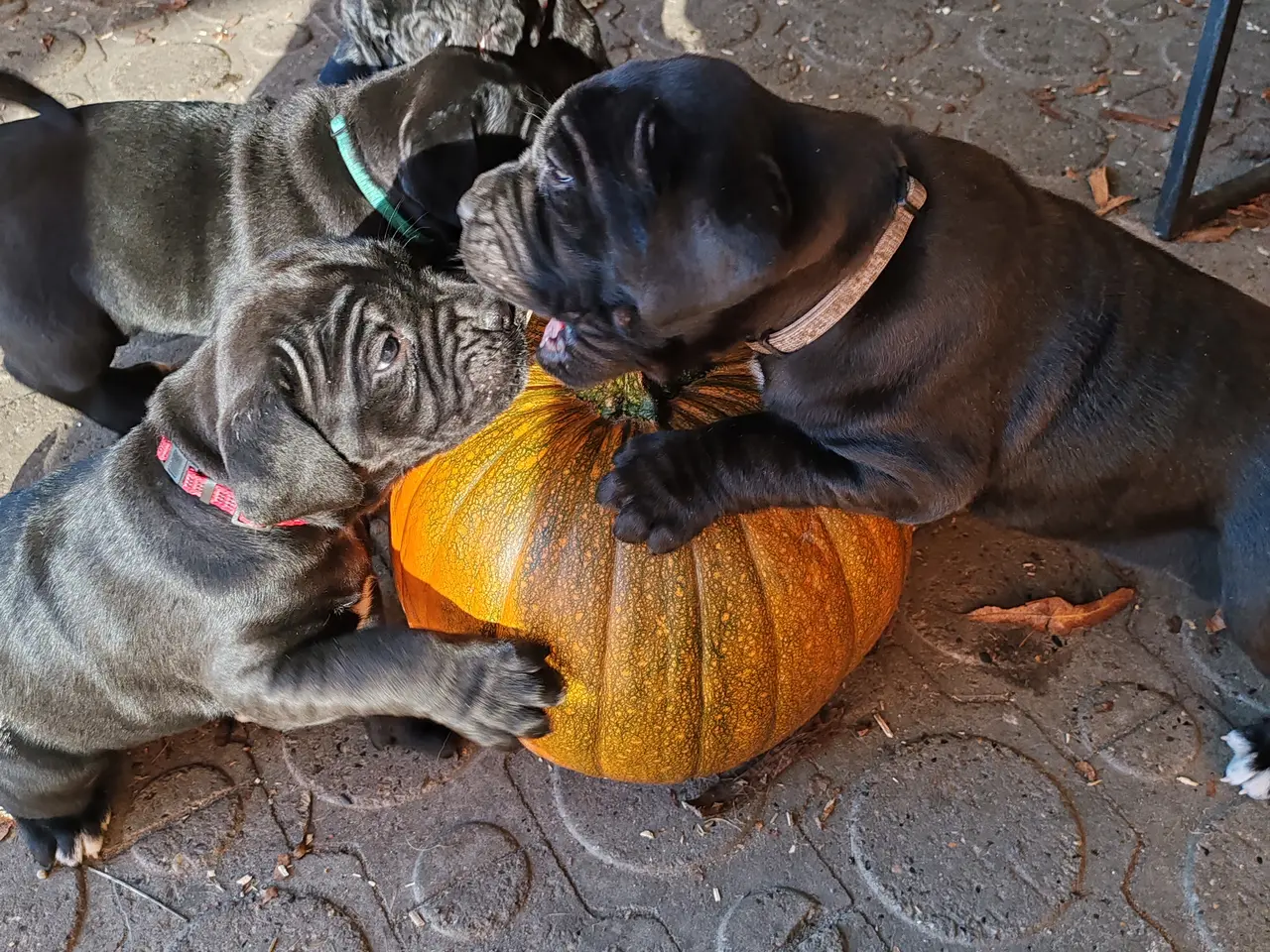 Billede 8 - Cane Corso