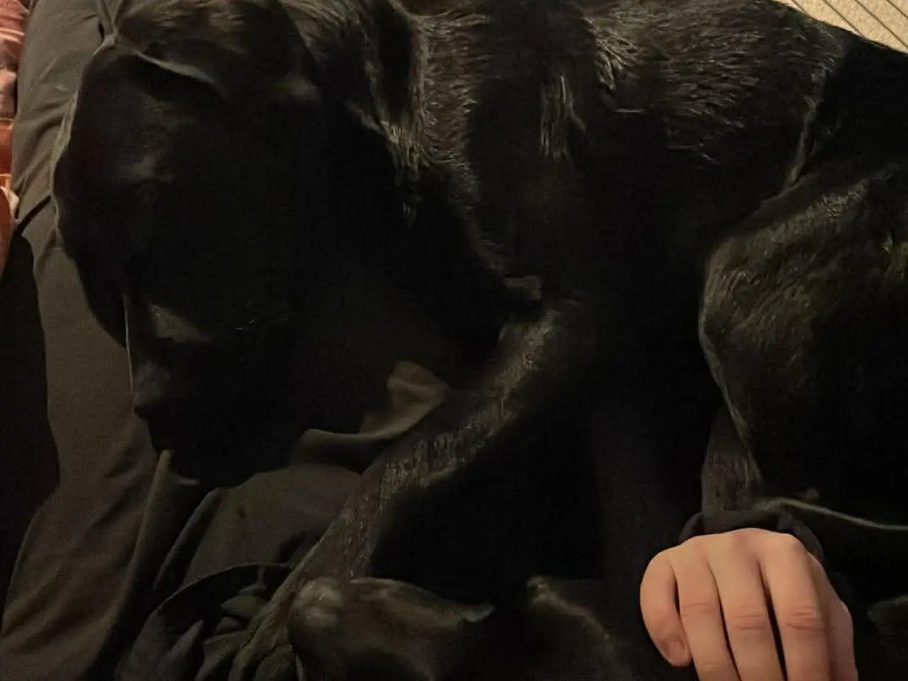 Billede 2 - Labradorblanding han 9 måneder
