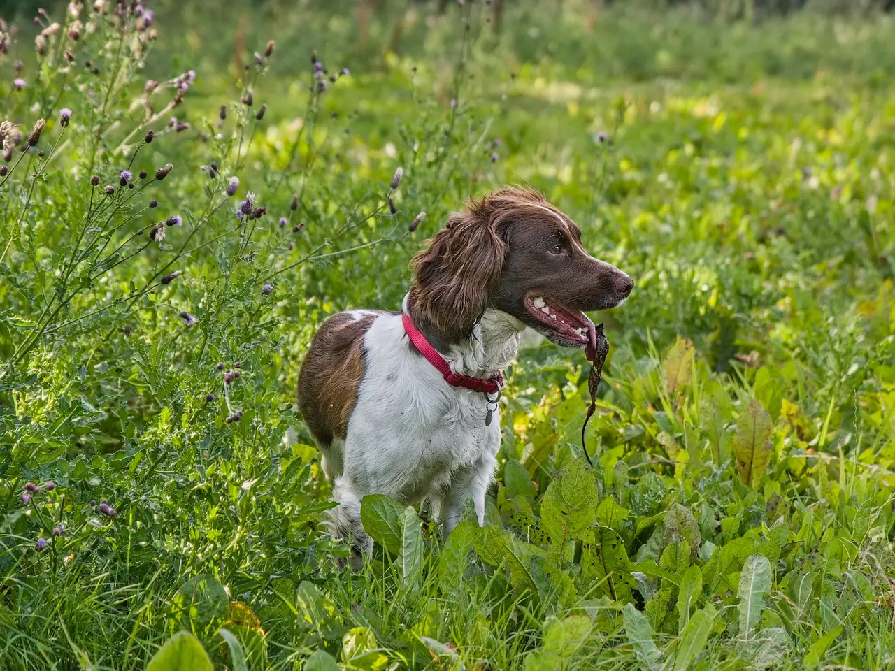 Billede 3 - Ft springer spaniel 