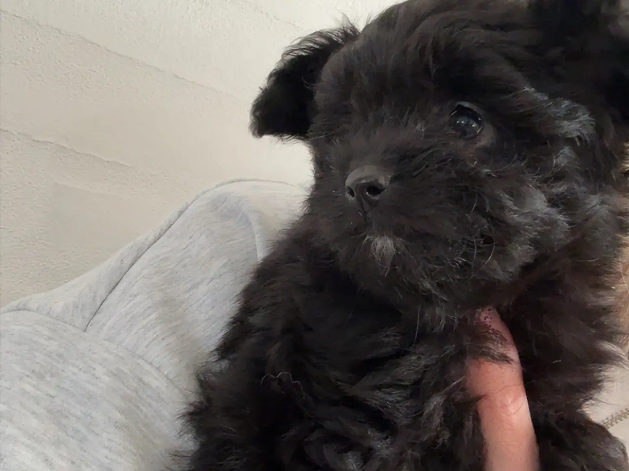 Billede 5 - Pomapoo pige 