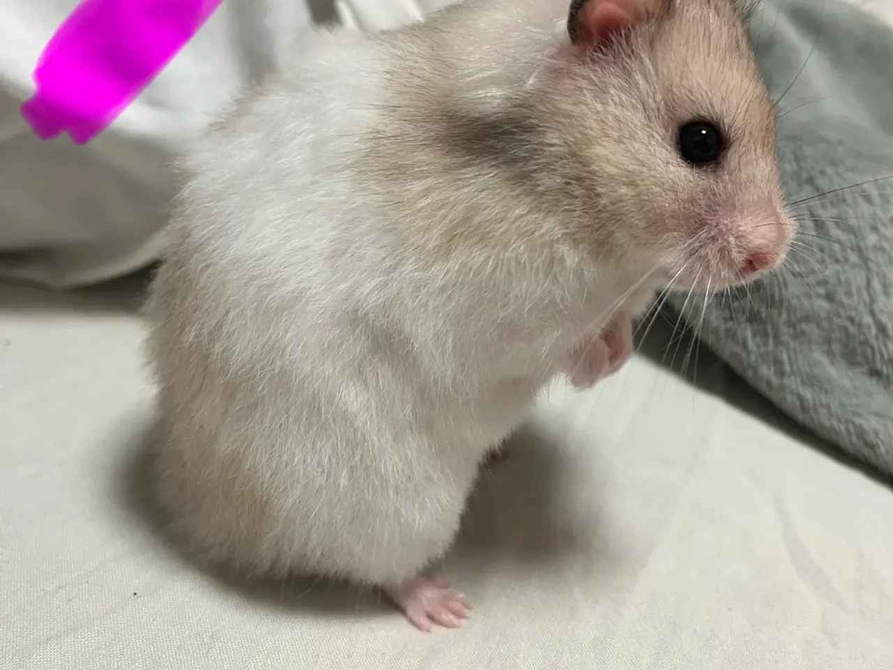 Billede 11 - Guldhamster unger