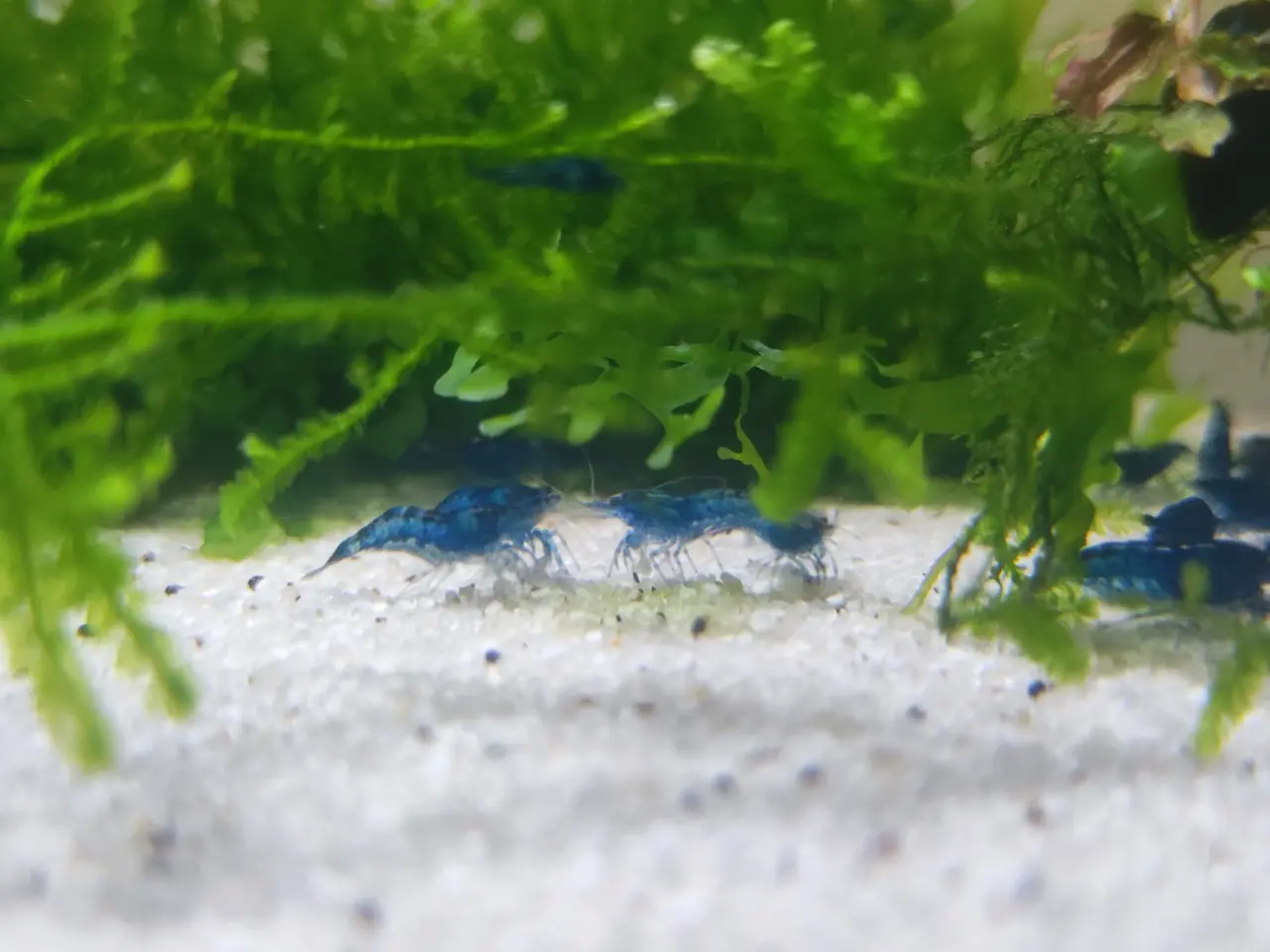 Billede 3 - Blue Dream Rejer 