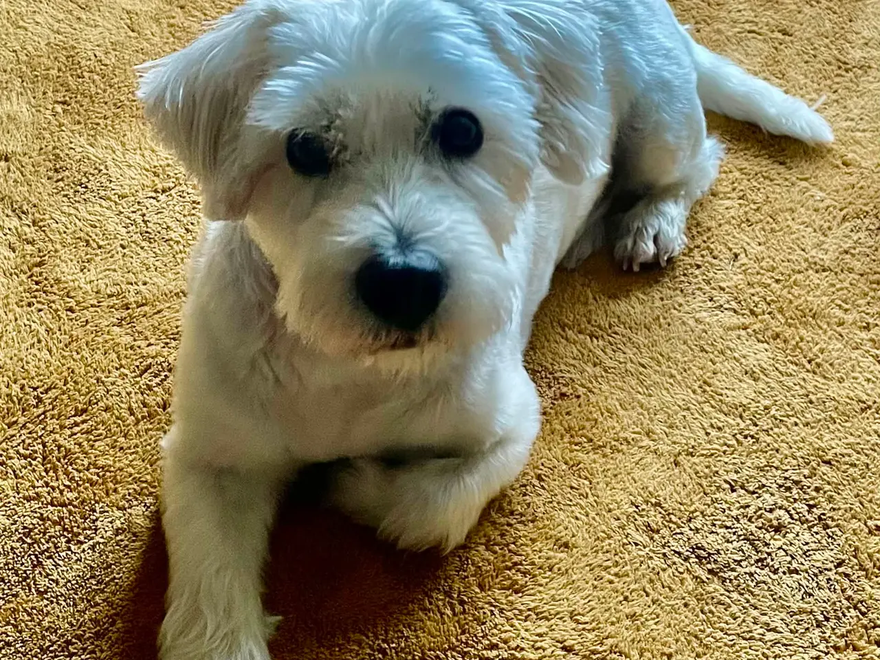 Billede 1 - Kastereret White Terrier og bomuldshund blanding