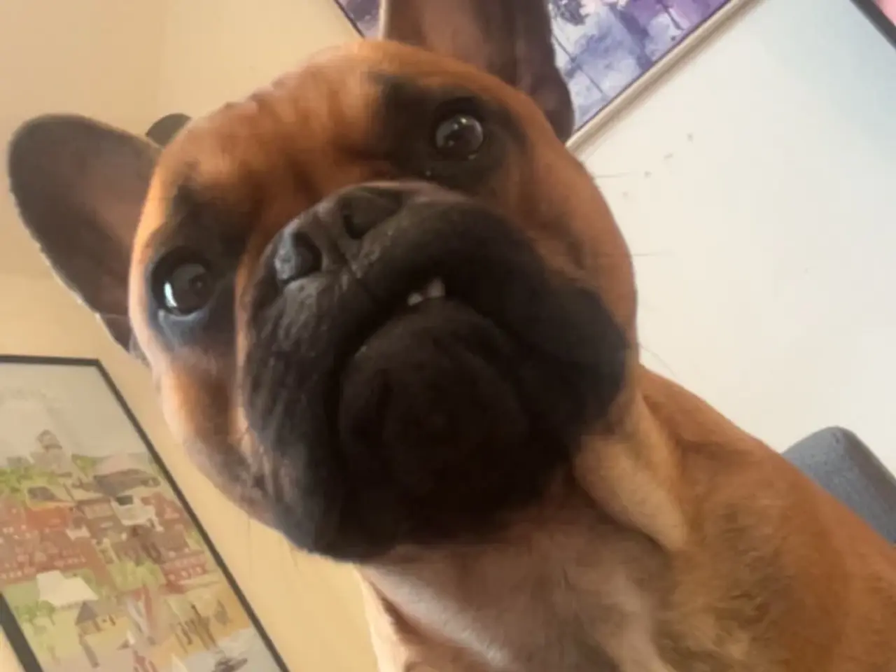 Billede 2 - Fransk bulldog/beagle