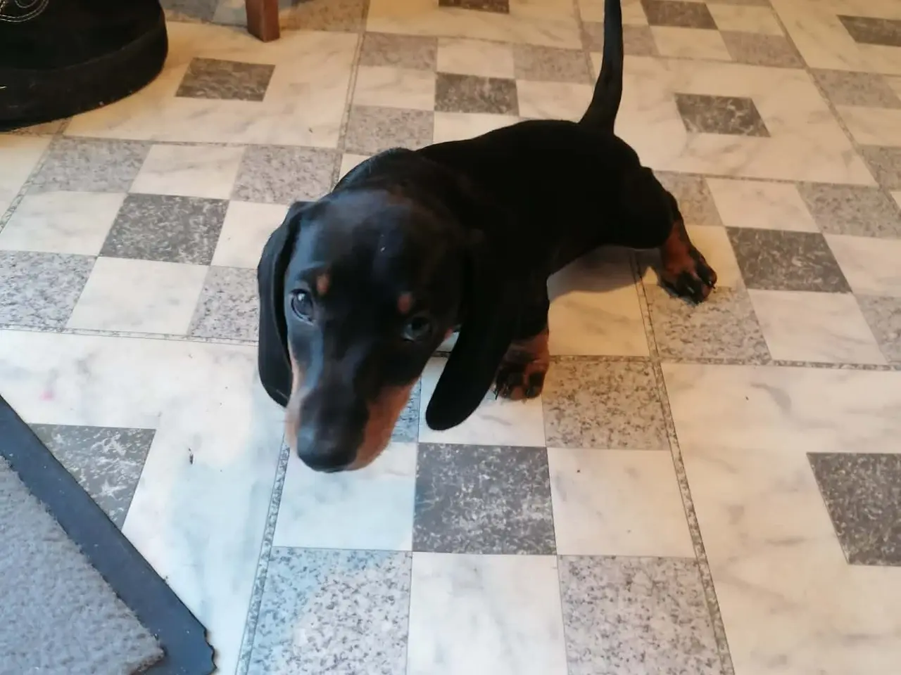 Billede 3 - Hundehvalp til salg. Det er en tæve. 