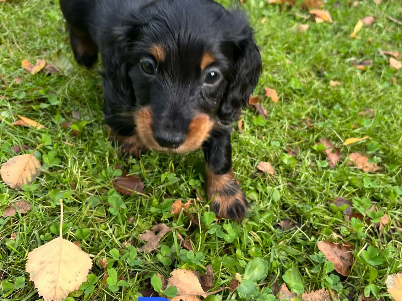 Billede 3 - Langhåret Dværg Gravhunde Black and Tan.